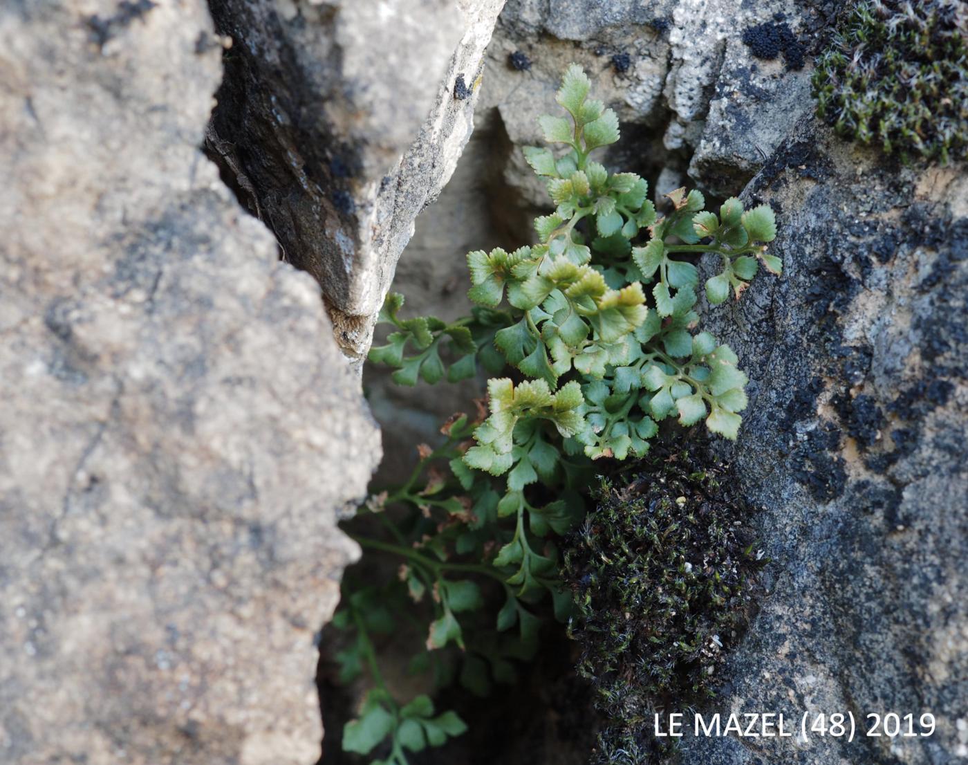 Spleenwort, Southern Rock plant